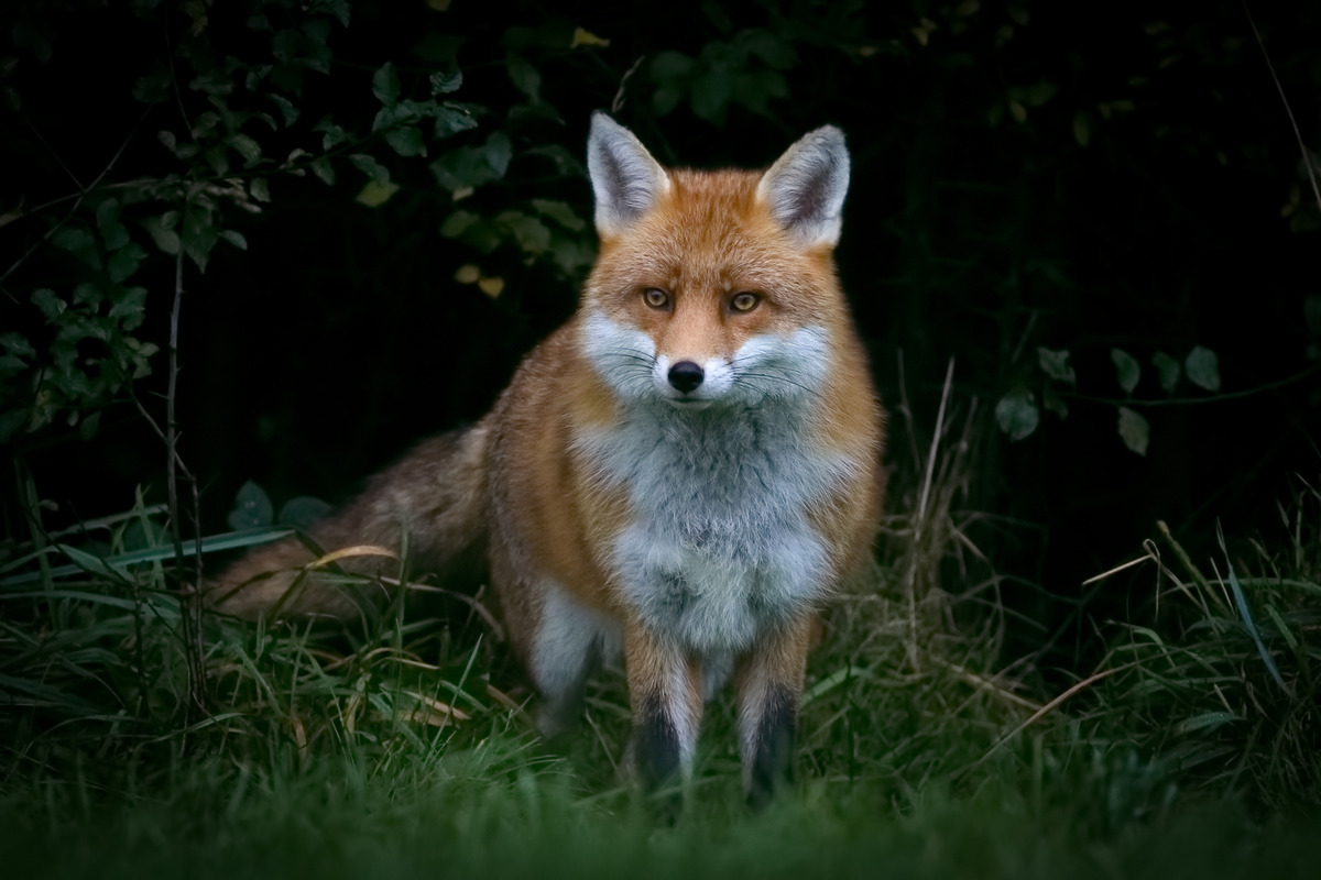 Fox From the Undergrowth (c) Iain Houghton